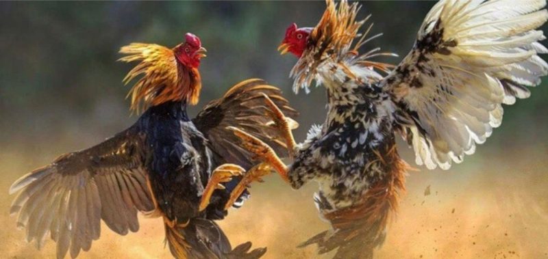 Những lý do nên tham gia đá gà tại cổng game SaoWin